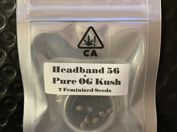 Vente: Headband 56 x Pure OG Kush from CSI Humboldt