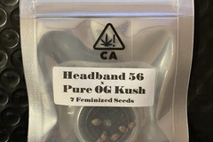 Venta: Headband 56 x Pure OG Kush from CSI Humboldt