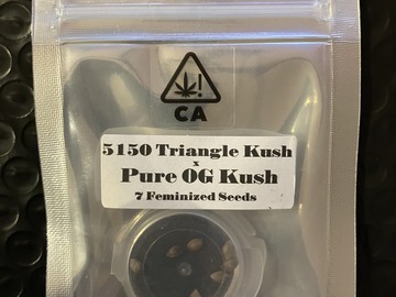 Vente: 5150 TK x Pure OG Kush from CSI Humboldt