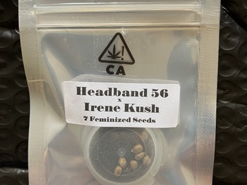 Sell: Headband 56 x Irene Kush from CSI Humboldt