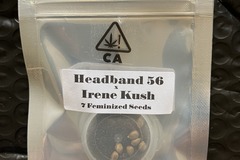 Vente: Headband 56 x Irene Kush from CSI Humboldt