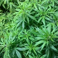 Venta: G13 Airborne x ‘81 Skunk (4th of July $15 off deal)