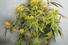 Enchères: (AUCTION) Syrup Auto Fem pack of 50 seeds