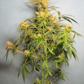 Auction: (AUCTION) Syrup Auto Fem pack of 50 seeds