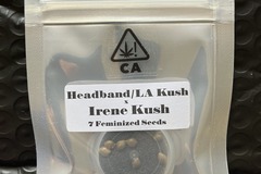 Vente: Headband/LA Kush x Irene Kush from CSI Humboldt