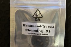 Venta: Headband (Notso) x Chemdog '91 from CSI Humboldt