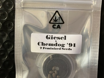 Vente: Giesel x Chemdog '91 from CSI Humboldt