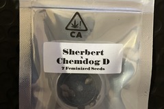 Venta: Sherbert x Chem D from CSI Humboldt