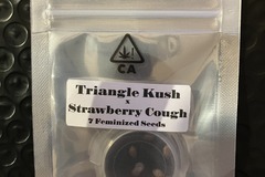 Venta: Triangle Kush x Strawberry Cough from CSI Humboldt