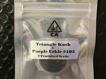 Vente: Triangle Kush x Purple Urkle #103 from CSI Humboldt