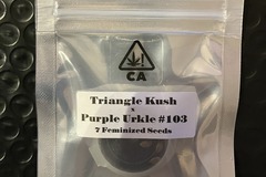 Venta: Triangle Kush x Purple Urkle #103 from CSI Humboldt