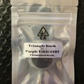 Sell: Triangle Kush x Purple Urkle #103 from CSI Humboldt