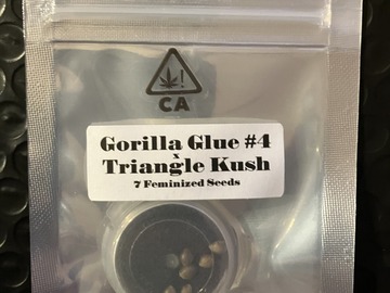 Vente: Gorilla Glue #4 x Triangle Kush from CSI Humboldt