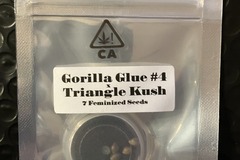 Venta: Gorilla Glue #4 x Triangle Kush from CSI Humboldt