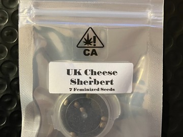 Vente: UK Cheese x Sherbert from CSI Humboldt