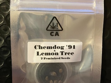 Venta: Chemdog '91 x Lemon Tree from CSI Humboldt