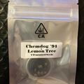Vente: Chemdog '91 x Lemon Tree from CSI Humboldt
