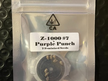 Venta: Z-1000 #7 x Purple Punch from CSI Humboldt