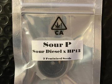 Vente: Sour Diesel x HP13 from CSI Humboldt