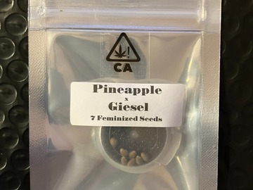 Sell: Pineapple x Giesel from CSI Humboldt