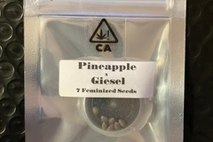 Sell: Pineapple x Giesel from CSI Humboldt