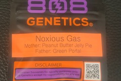 Venta: Noxious Gas - 808 Genetics