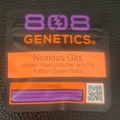 Venta: Noxious Gas - 808 Genetics