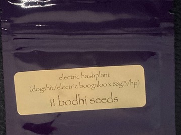 Venta: Electric Hashplant (Dogshit/Electric Boogaloo x 88G13HP)- Bodhi