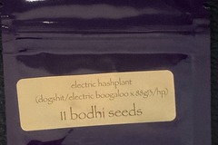 Vente: Electric Hashplant (Dogshit/Electric Boogaloo x 88G13HP)- Bodhi