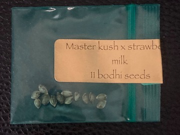 Vente: Master Kush x Strawberry Milk 13pk. - Bodhi Seeds