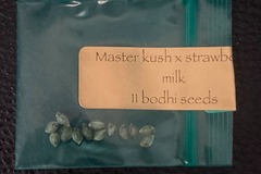 Venta: Master Kush x Strawberry Milk 13pk. - Bodhi Seeds