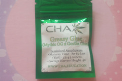 Vente: Greasy Glue - CHA - 5 Auto Fems