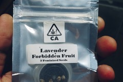 Sell: Csi Humboldt Lavender x Forbidden Fruit