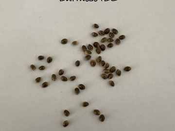 Venta: Burmese IBL 15+ seeds pack free shipping