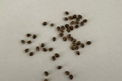Venta: Burmese IBL 15+ seeds pack free shipping