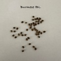 Sell: Burmese IBL 15+ seeds pack free shipping