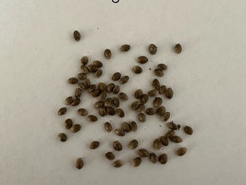 Sell: Lowryder F3 15+ seeds pack free shipping