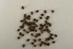 Sell: Lowryder F3 15+ seeds pack free shipping