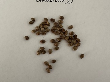 Vente: Cinderella 99 heirloom 15+ seeds pack free shipping