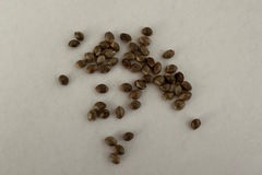 Sell: Cinderella 99 heirloom 15+ seeds pack free shipping