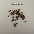 Sell: Cinderella 99 heirloom 15+ seeds pack free shipping