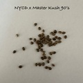 Vente: NYCD x Master Kush 90’s 15+ seeds pack free shipping