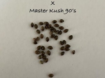 Vente: Critical 99 x Master Kush 90’s 15+ seeds pack free shipping