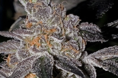 Vente: Animal Cookies Rooted Clone HLVD tested