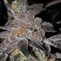 Venta: Animal Cookies Rooted Clone HLVD tested