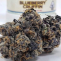 Sell: Blueberry Cruffin Rooted Clone HLVD tested