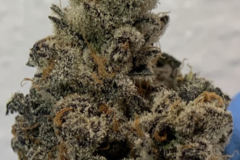 Venta: Blueberry Shortcake Rooted Clone HLVD tested