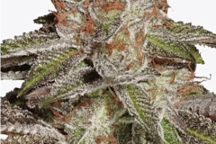 Vente: Bruce Banner #3 Rooted Clone HLVD tested