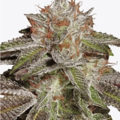 Venta: Bruce Banner #3 Rooted Clone HLVD tested