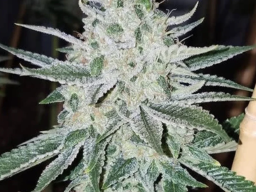 Vente: Chem 91 Rooted Clone HLVD tested